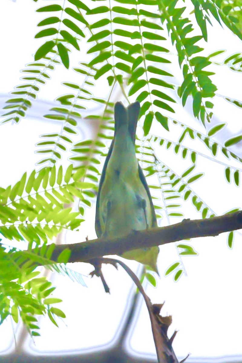 Reinita de Tennessee - ML646254816