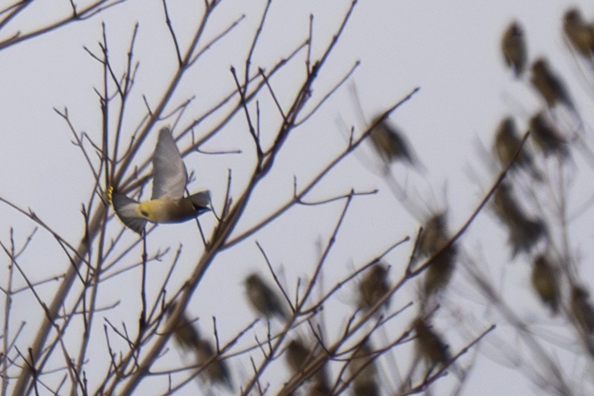 Cedar Waxwing - ML646254817