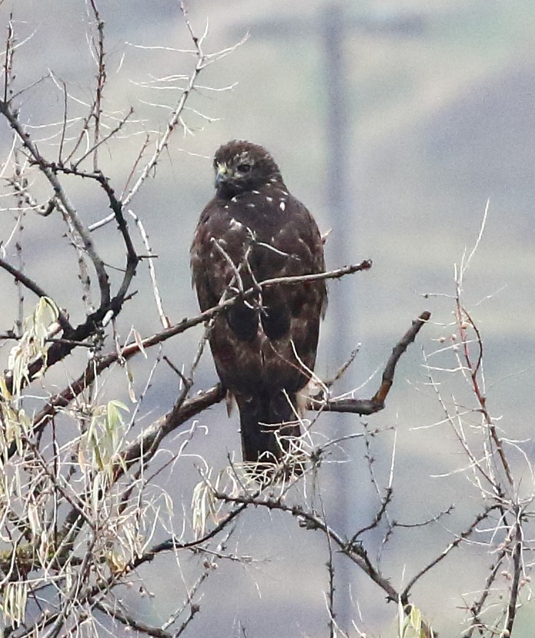 Red-tailed Hawk - ML646254819