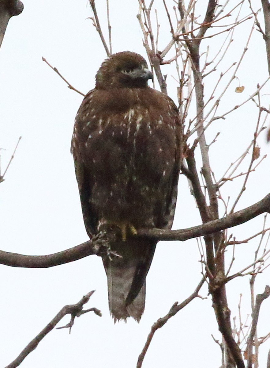 Red-tailed Hawk - ML646254820