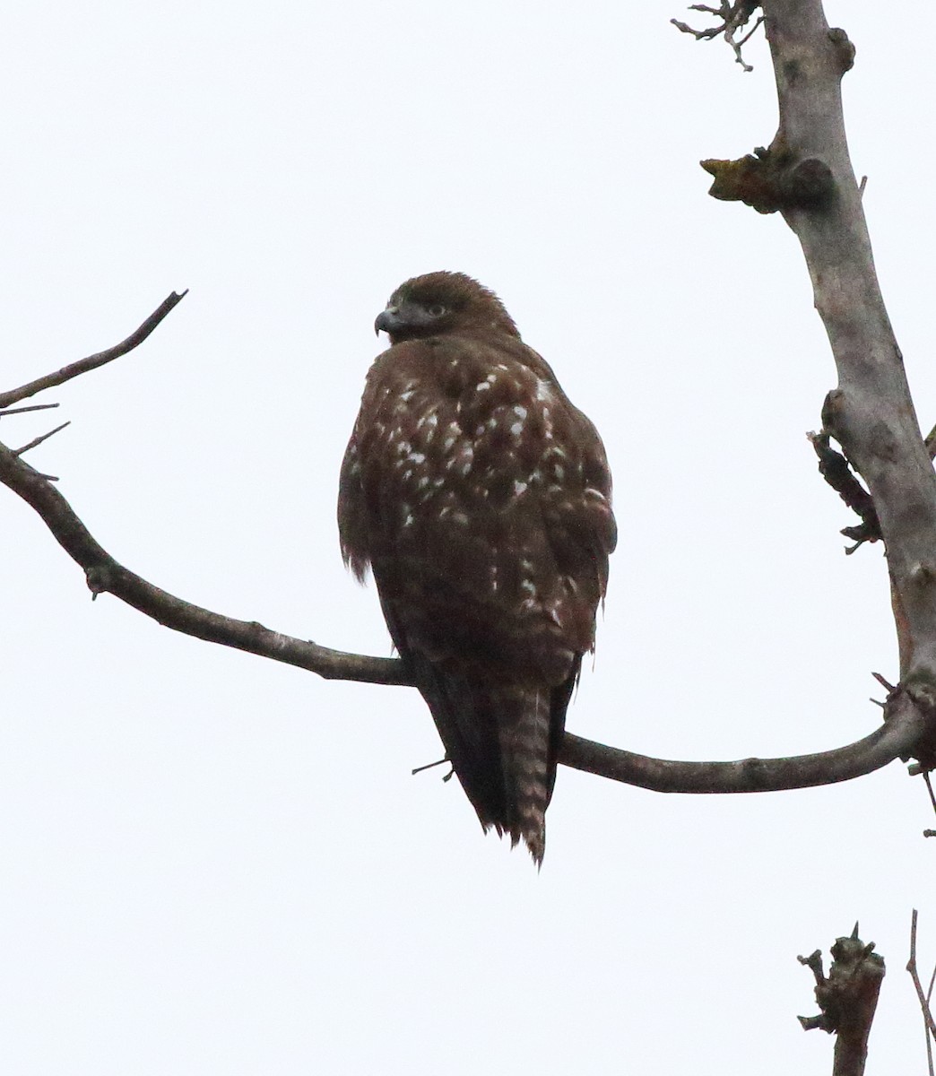 Red-tailed Hawk - ML646254822