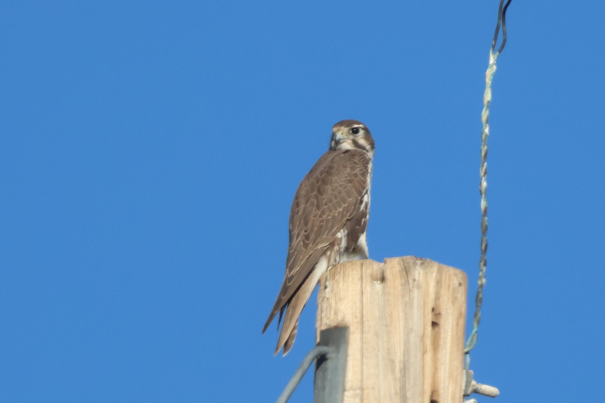 Prairie Falcon - ML646254824