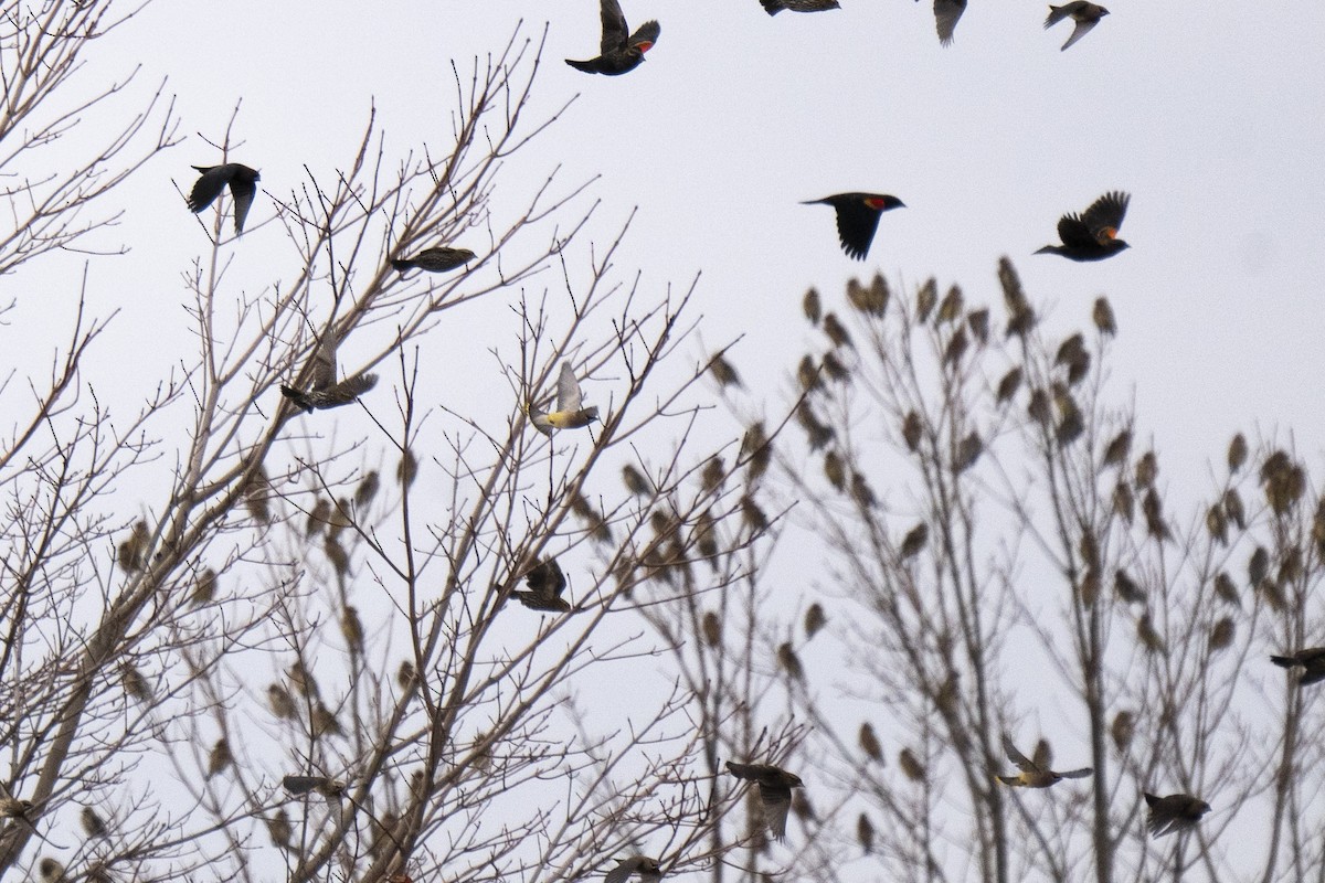 Red-winged Blackbird - ML646254827