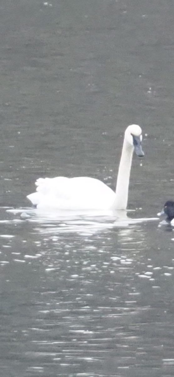 Trumpeter Swan - ML646254828