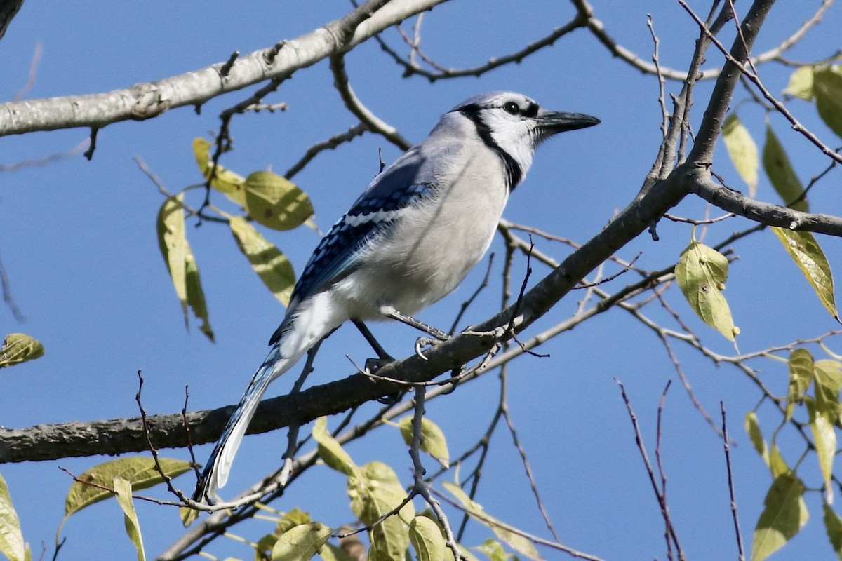 Geai bleu - ML646254829