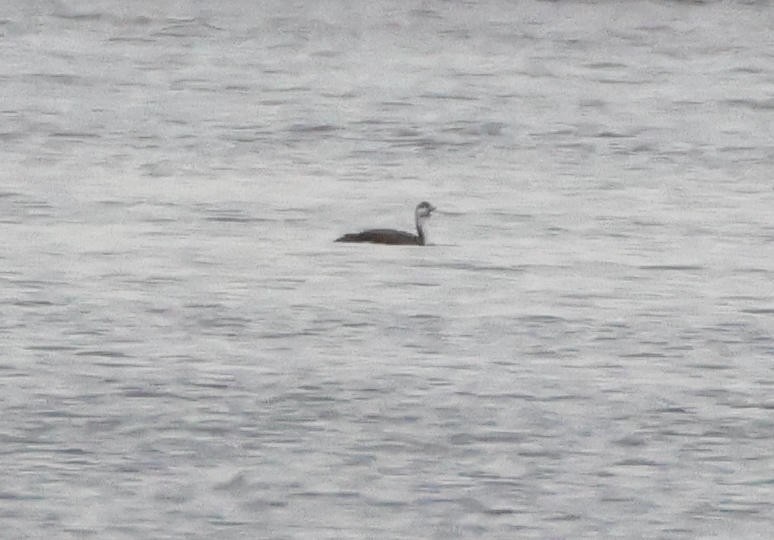 loon sp. - ML646254830