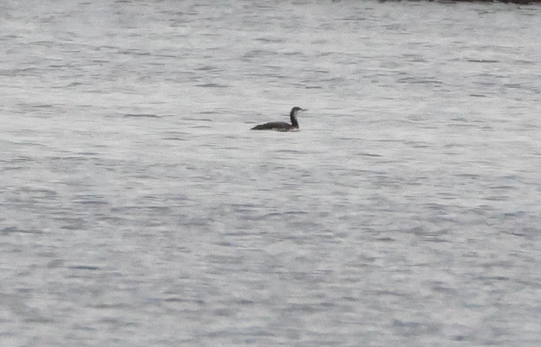 loon sp. - ML646254831