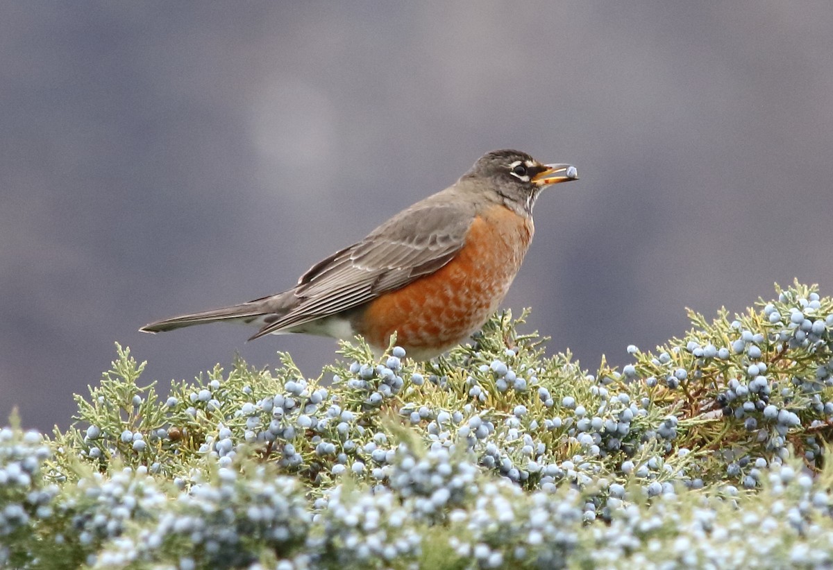American Robin - ML646254832