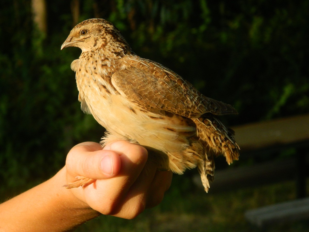 ヨーロッパウズラ - ML646254833