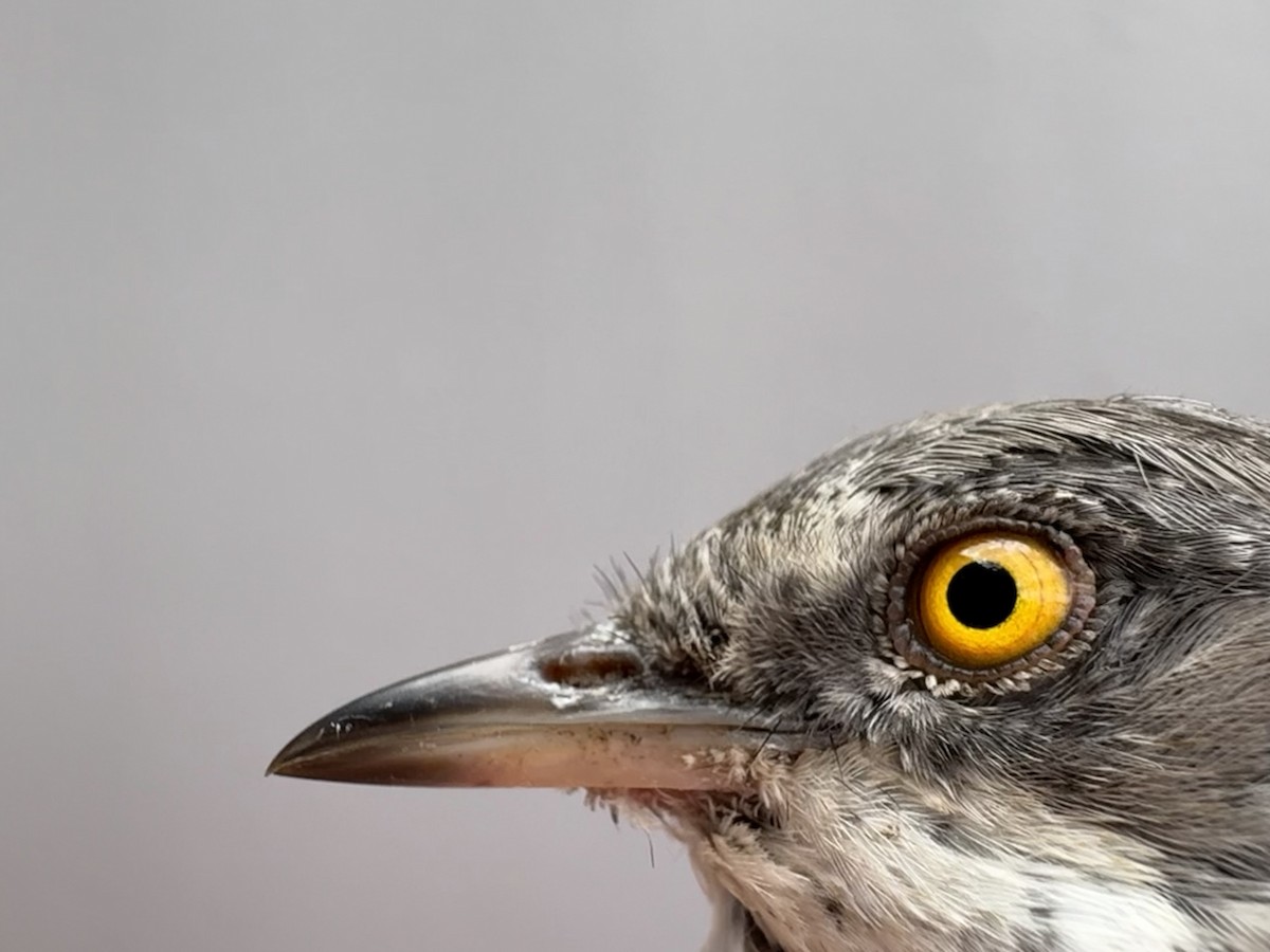 Barred Warbler - ML646254834