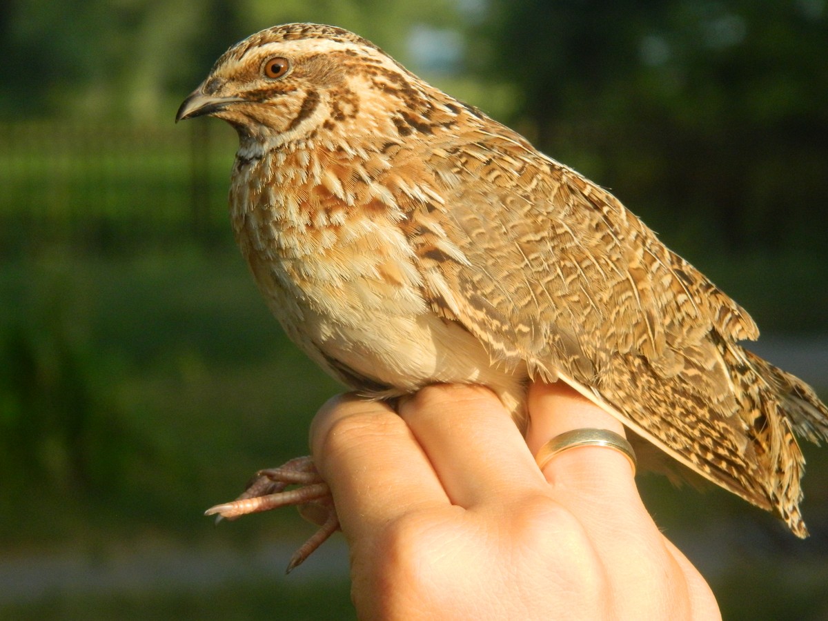 ヨーロッパウズラ - ML646254835