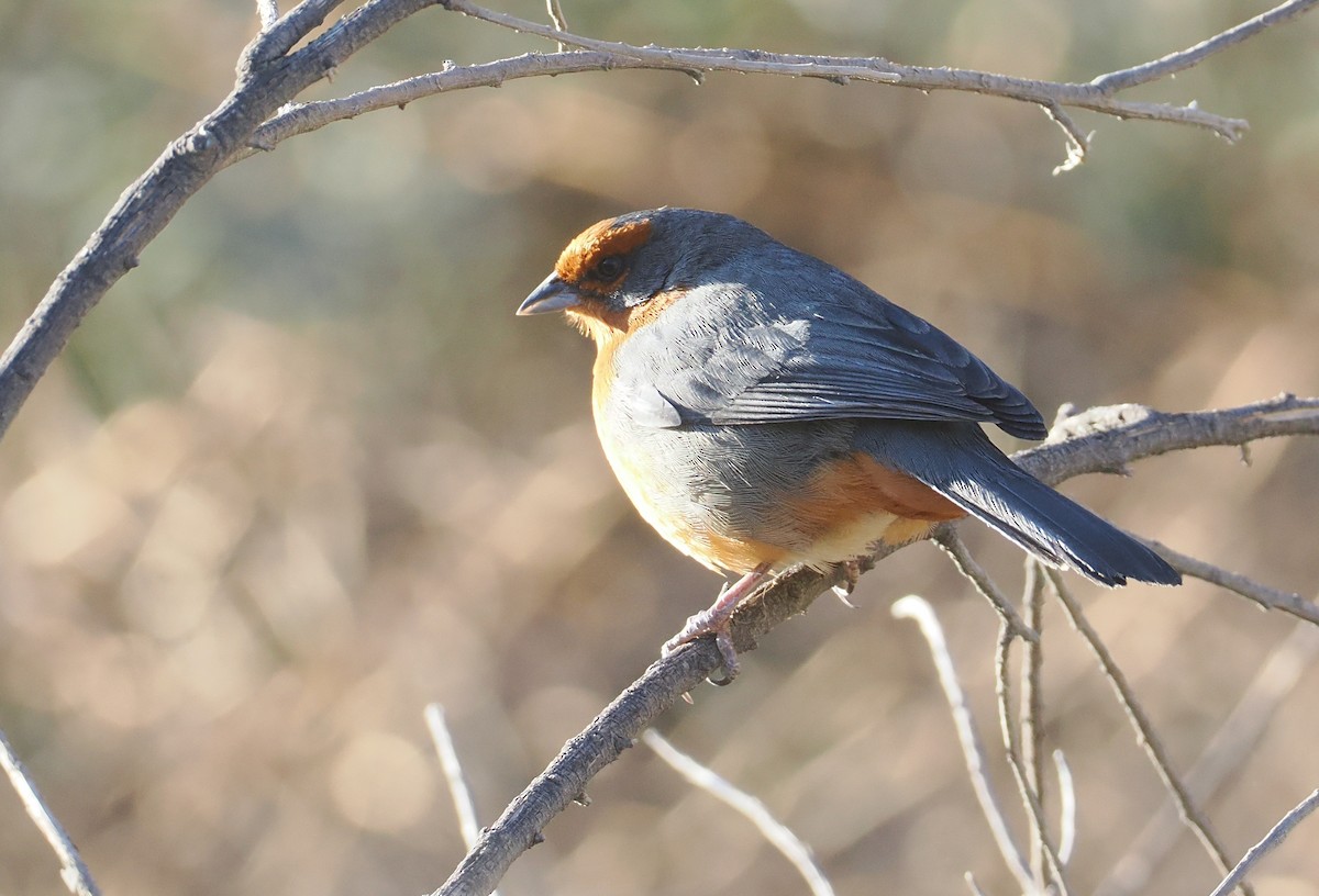 Cochabamba Mountain Finch - ML646254841