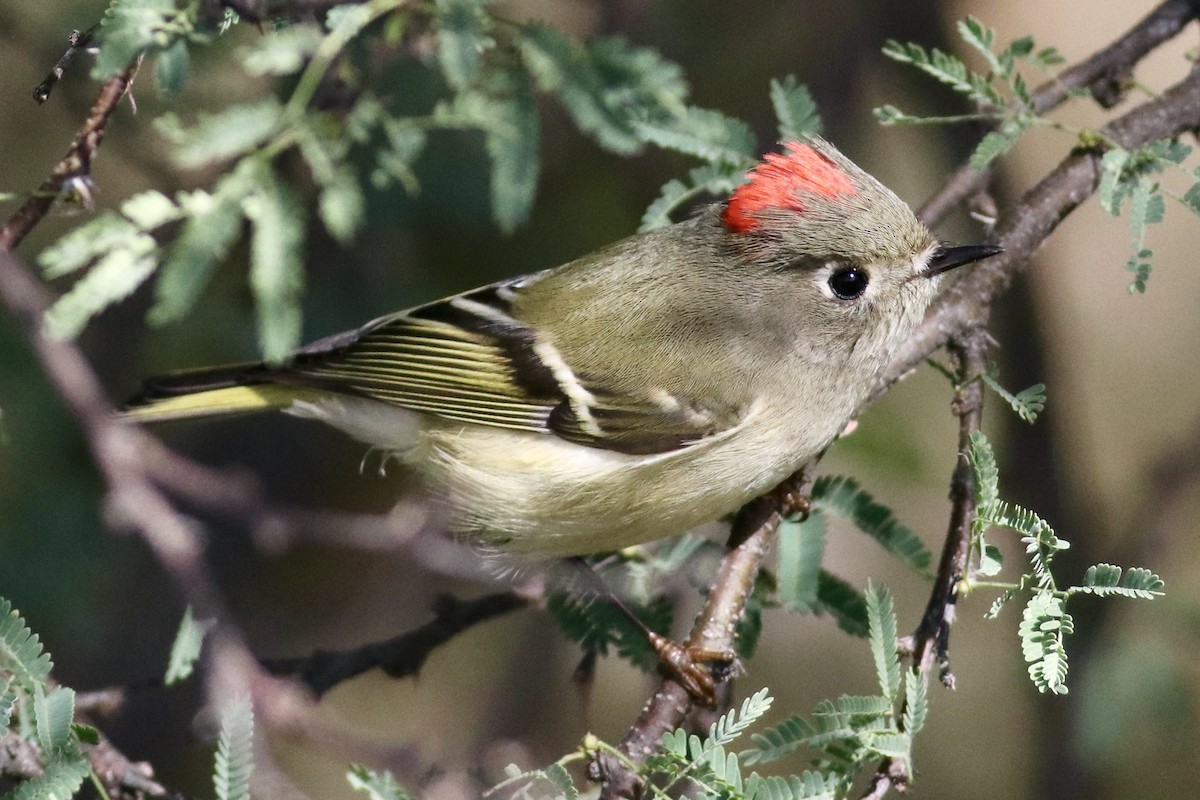 králíček americký - ML646254842