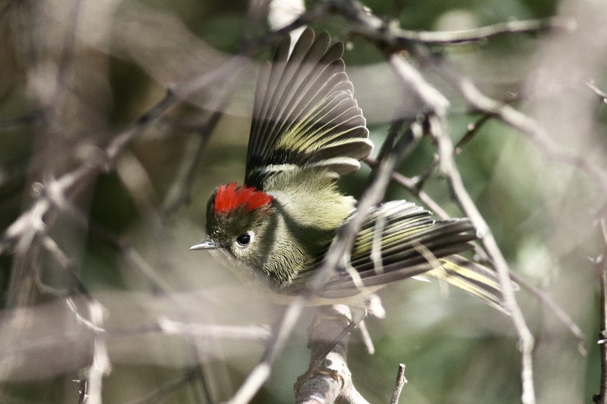 králíček americký - ML646254843