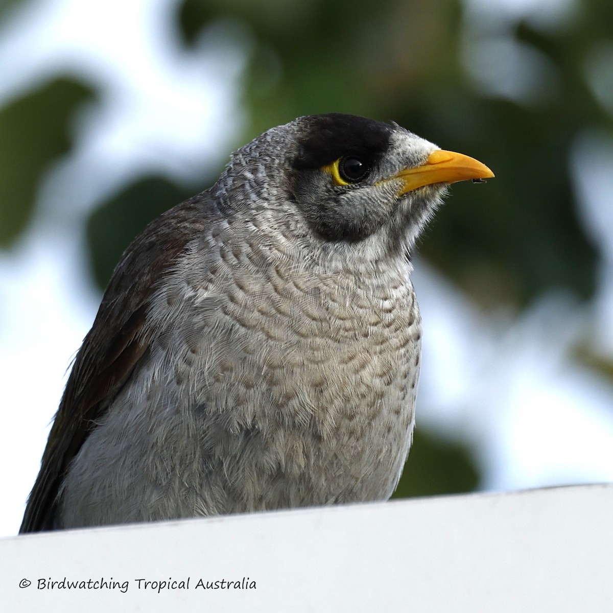 Noisy Miner - ML646254851