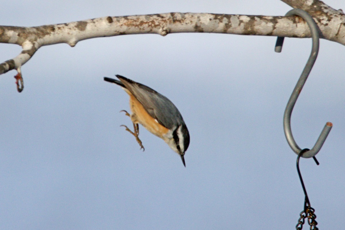 Red-breasted Nuthatch - ML646254856