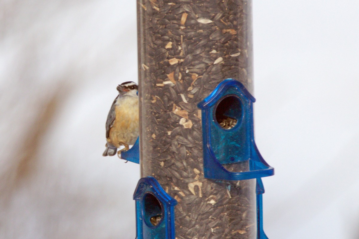 Red-breasted Nuthatch - ML646254858