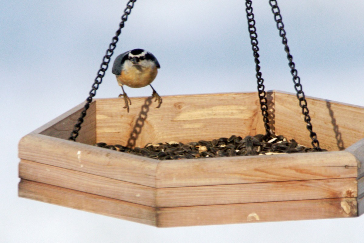 Red-breasted Nuthatch - ML646254859