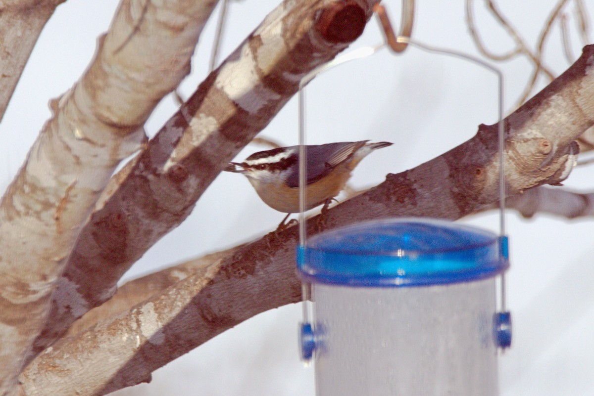 Red-breasted Nuthatch - ML646254860