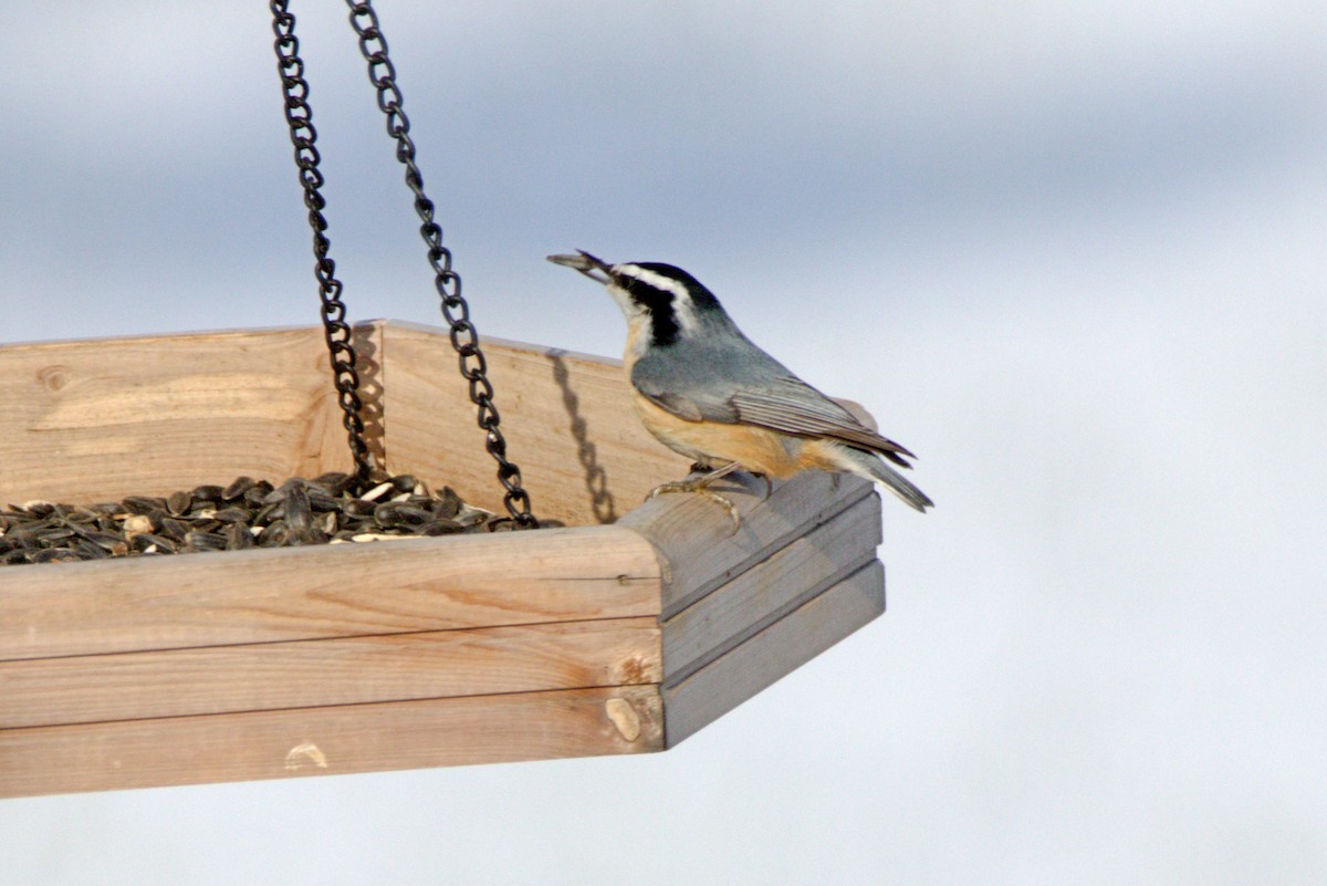 Red-breasted Nuthatch - ML646254861