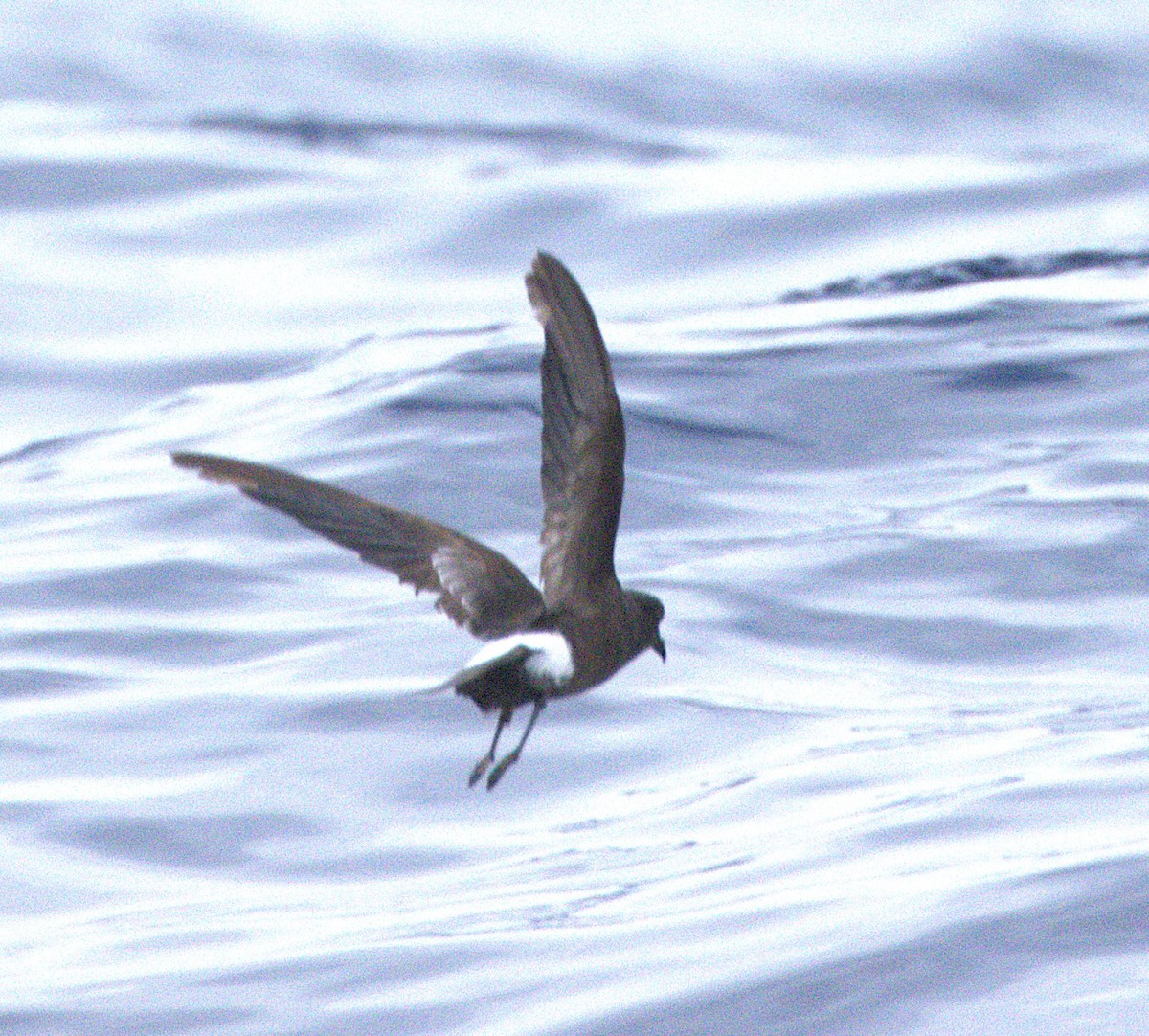 Wilson's Storm-Petrel - ML646254864