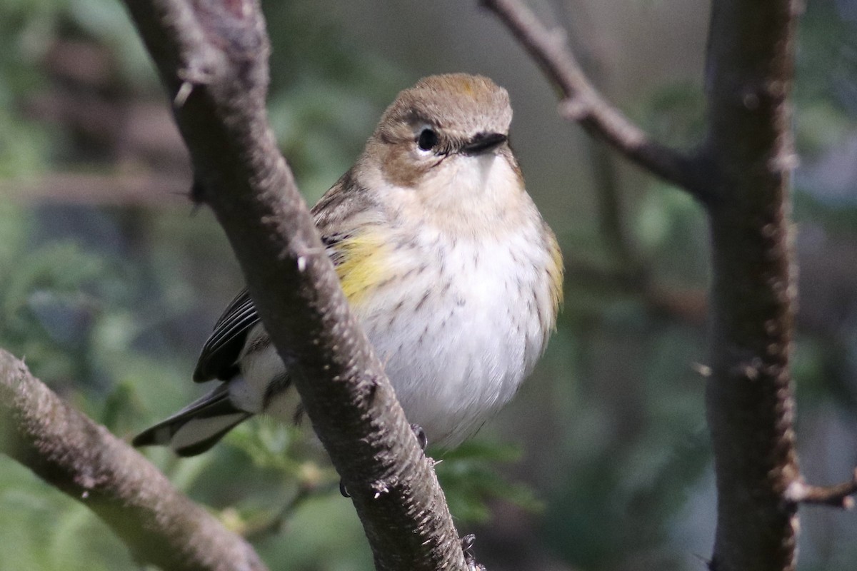 Paruline à croupion jaune (coronata) - ML646254865