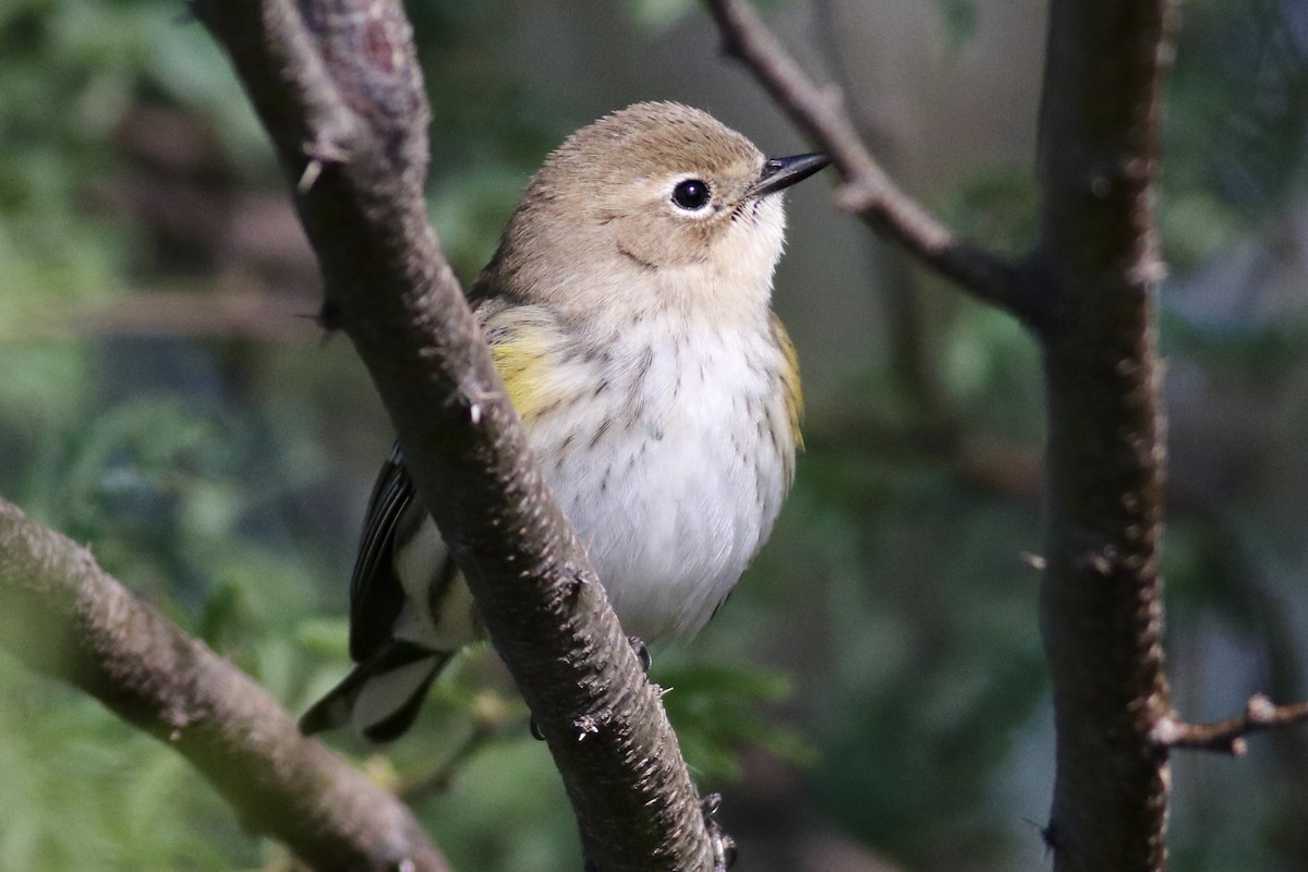Paruline à croupion jaune (coronata) - ML646254866