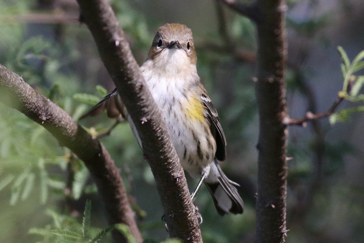 Paruline à croupion jaune (coronata) - ML646254867
