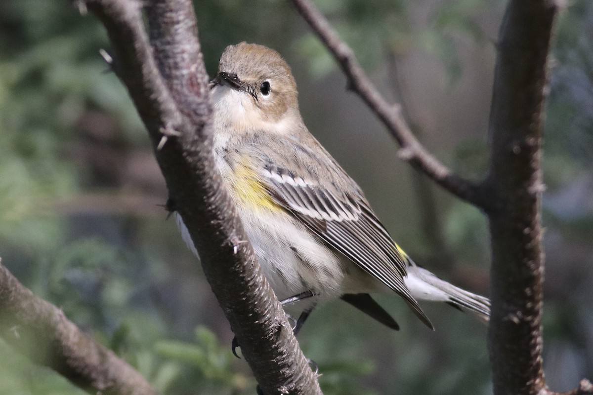 Paruline à croupion jaune (coronata) - ML646254868