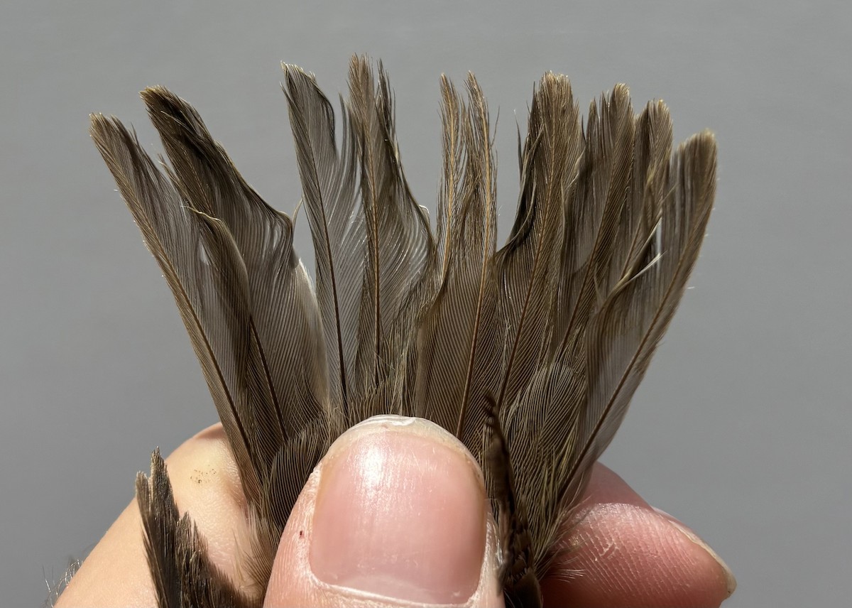 Garden Warbler - ML646254869