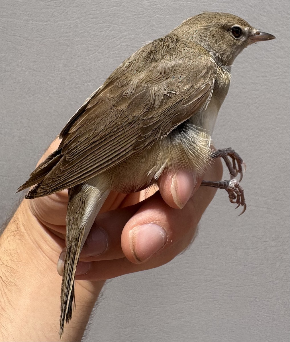 Garden Warbler - ML646254870