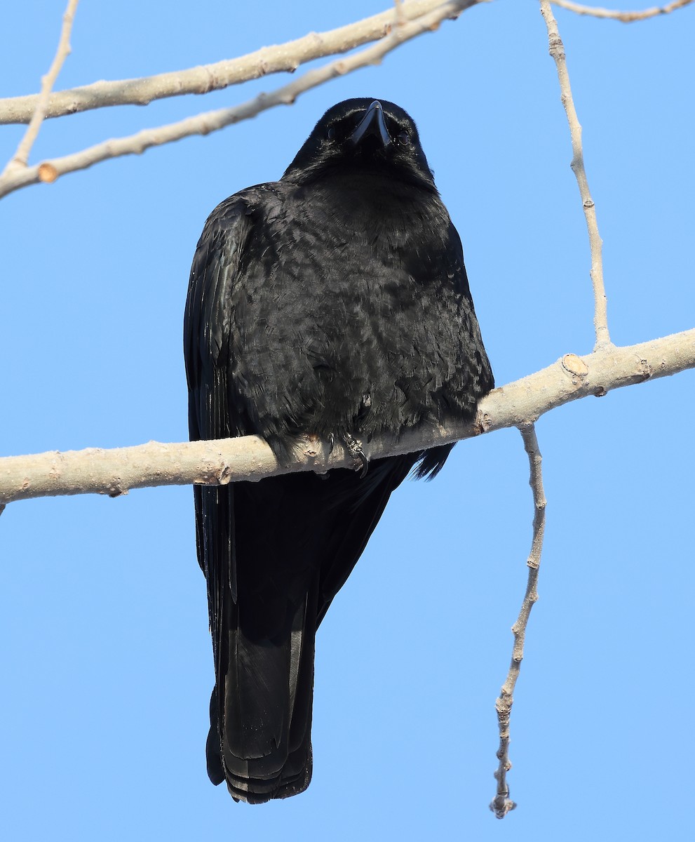 Corneille d'Amérique - ML646254874