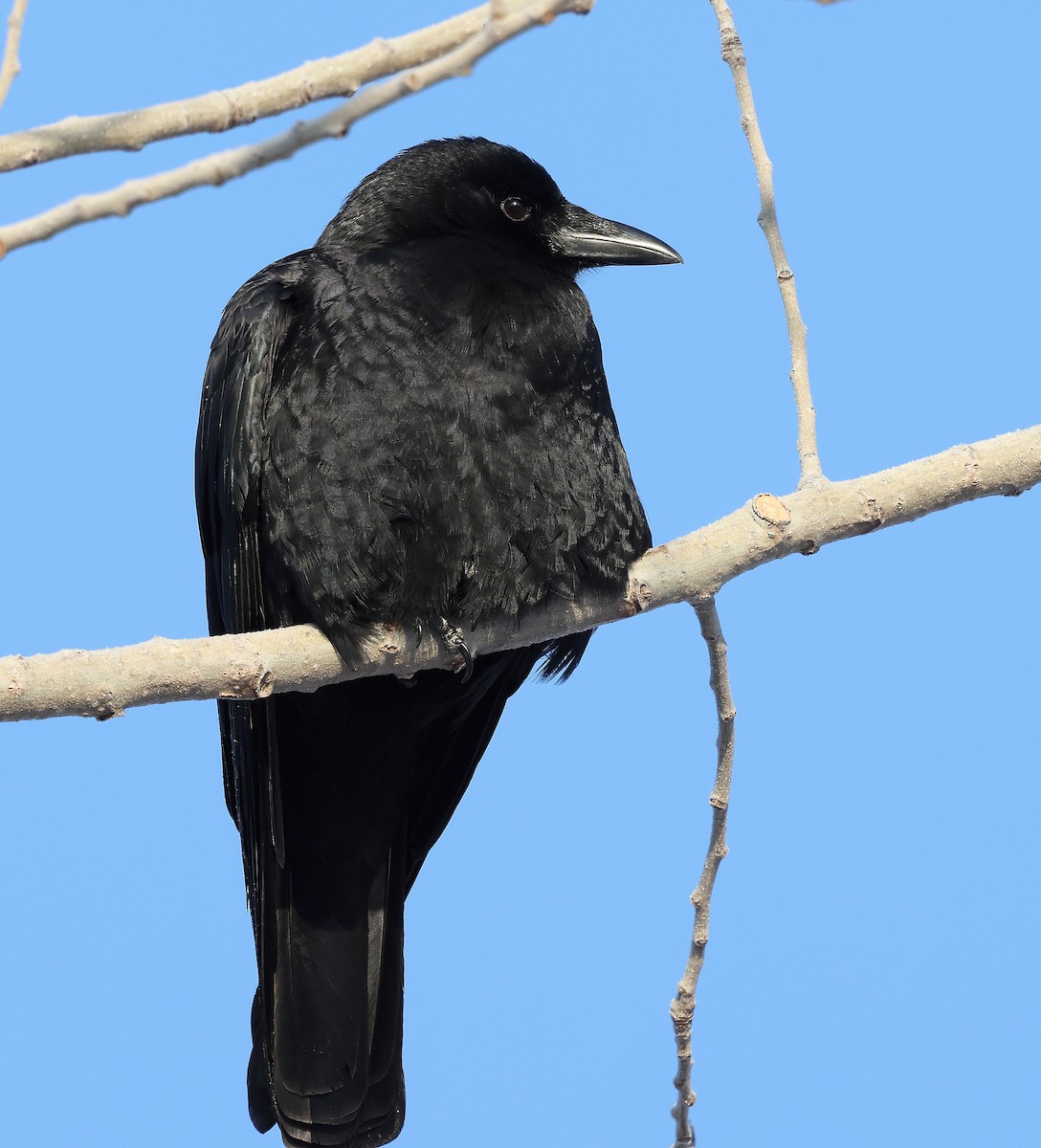 American Crow - ML646254875