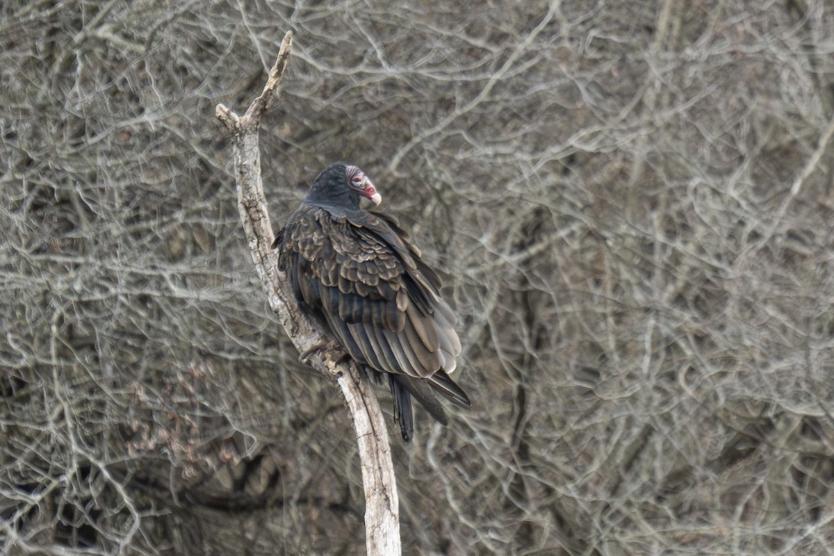 Turkey Vulture - ML646254877