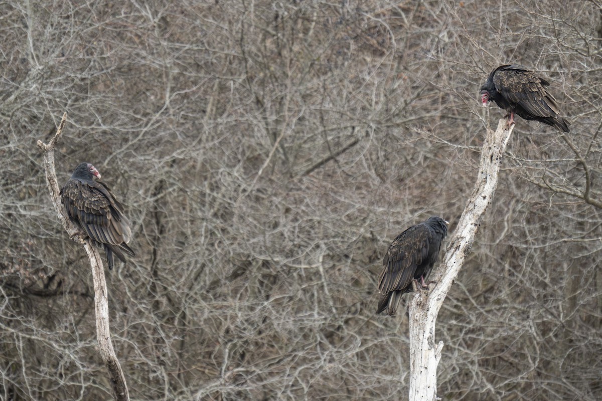 Turkey Vulture - ML646254879