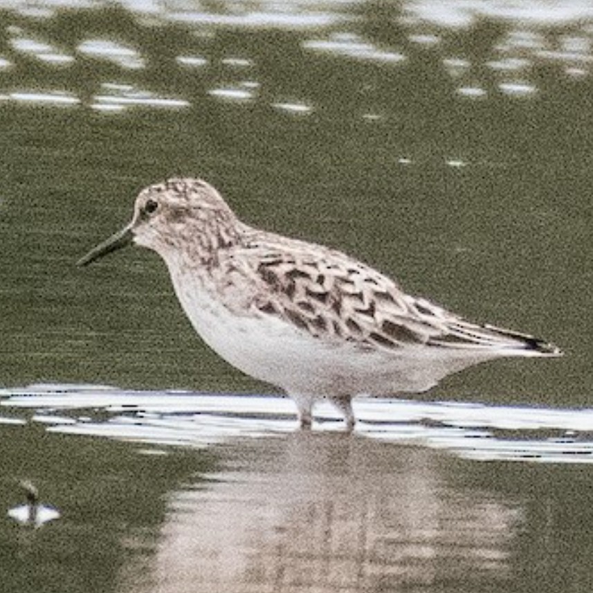 Bécasseau minuscule - ML646254880