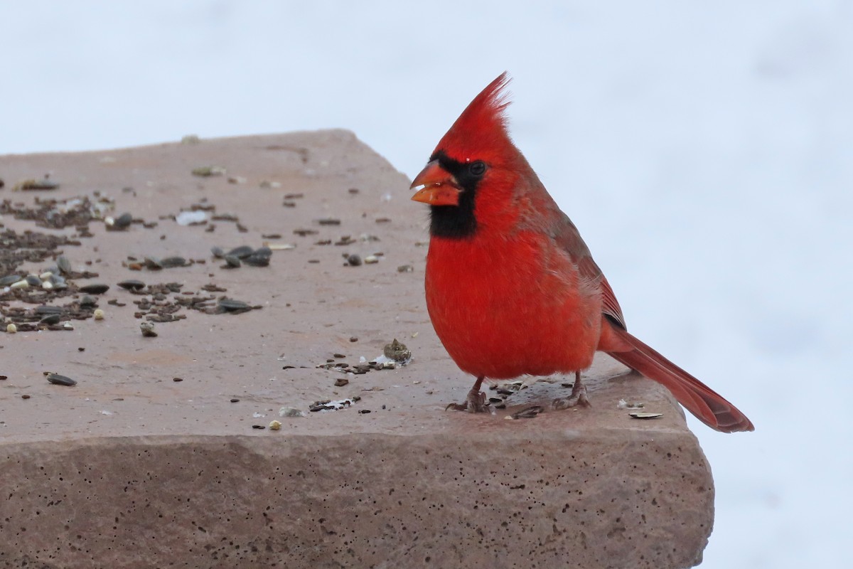 Cardinal rouge - ML646254881