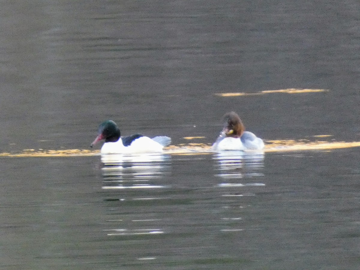 Grand Harle - ML646254882