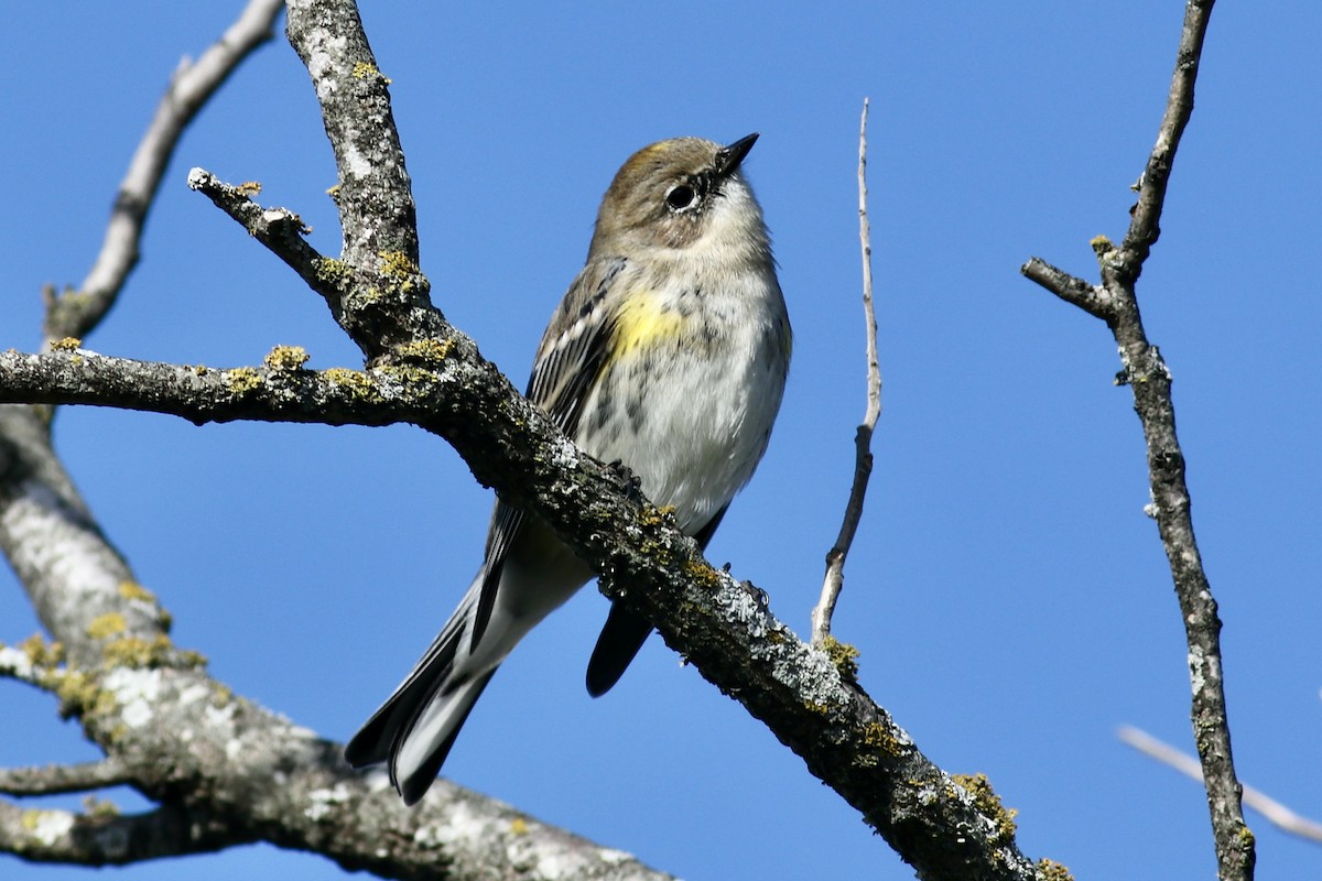 Paruline à croupion jaune (coronata) - ML646254883