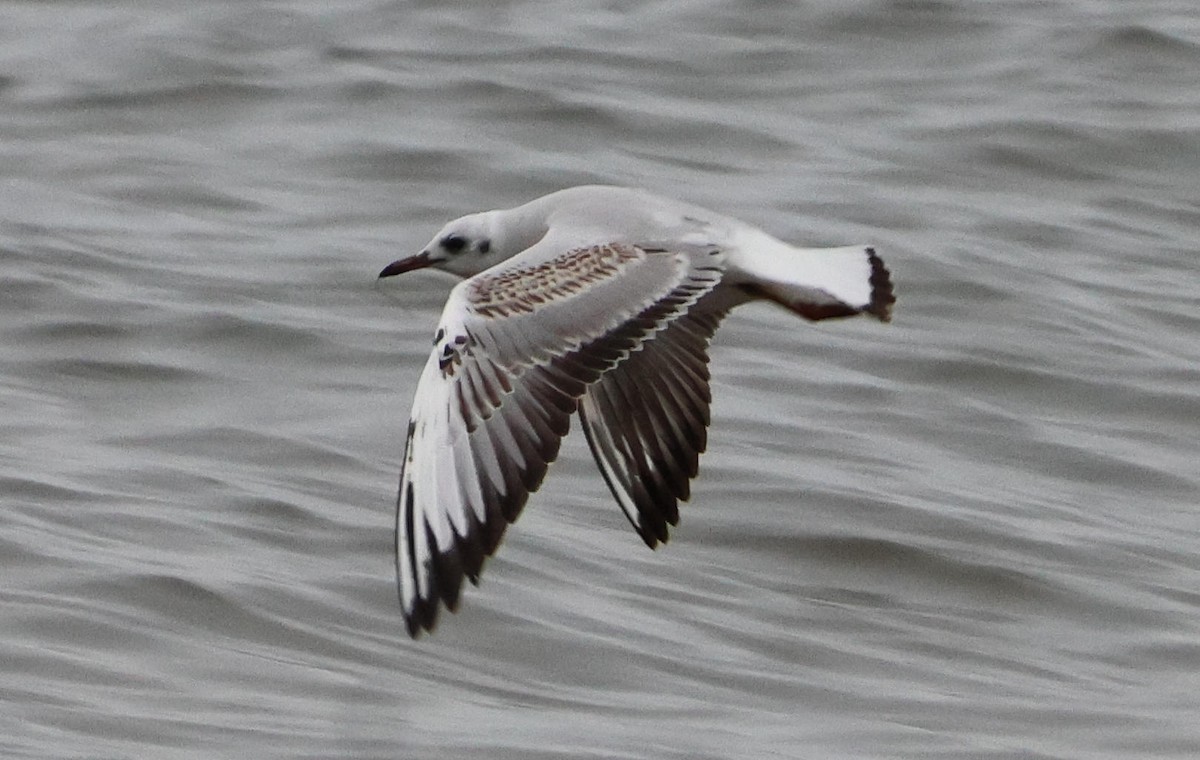 Mouette rieuse - ML646254884