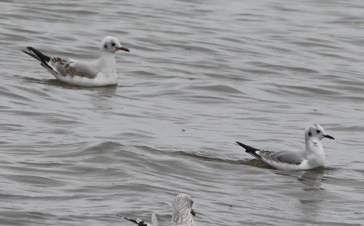 Mouette rieuse - ML646254885