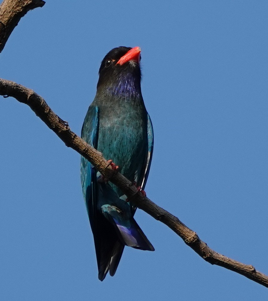 Rolle oriental - ML646254886