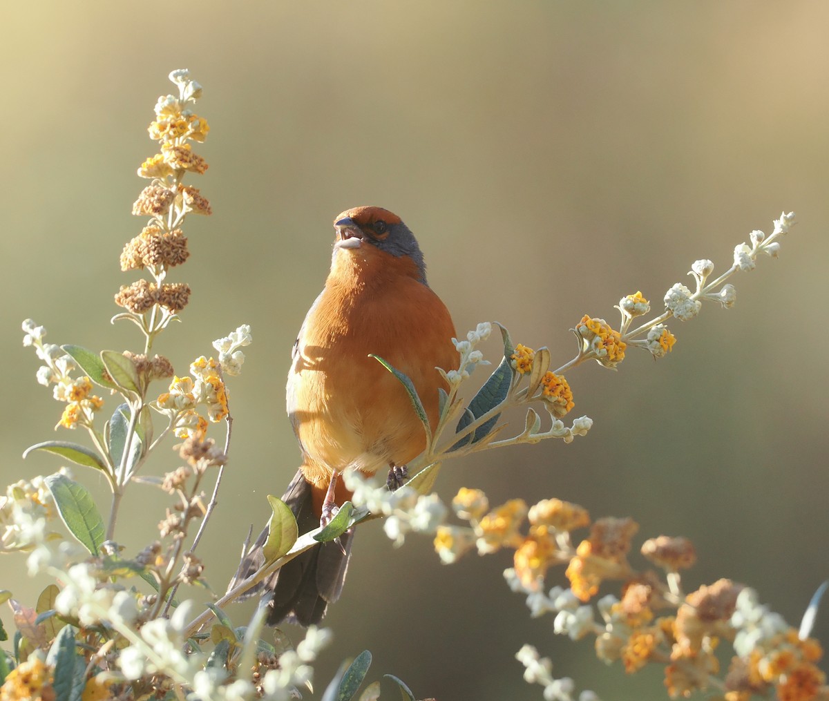 Chipiu de Cochabamba - ML646254887