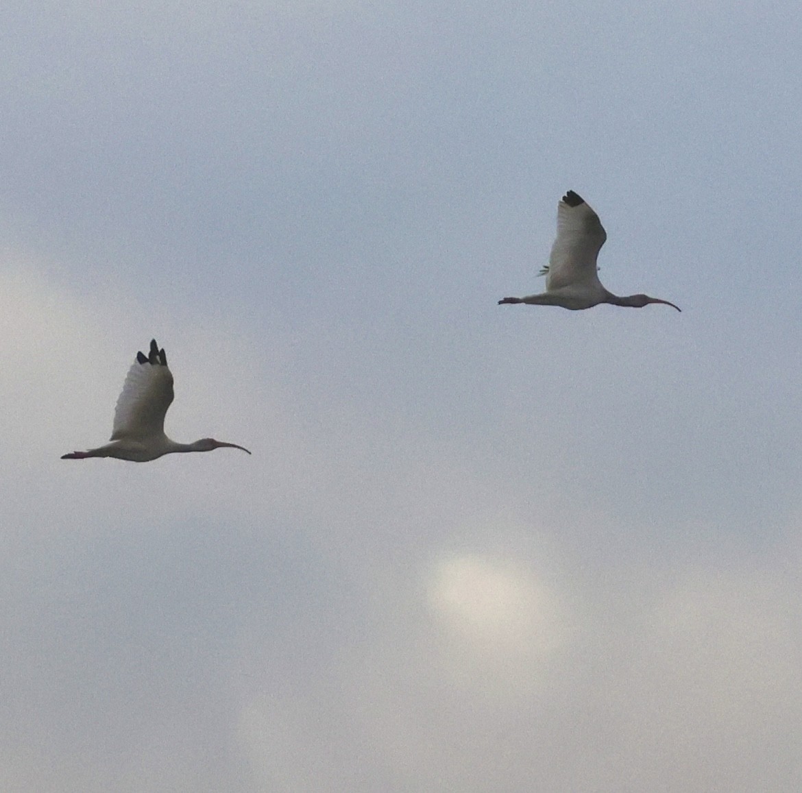 Ibis blanc - ML646254888