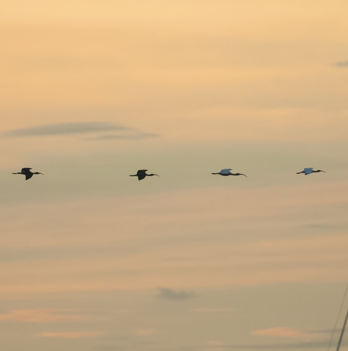 Ibis blanc - ML646254889