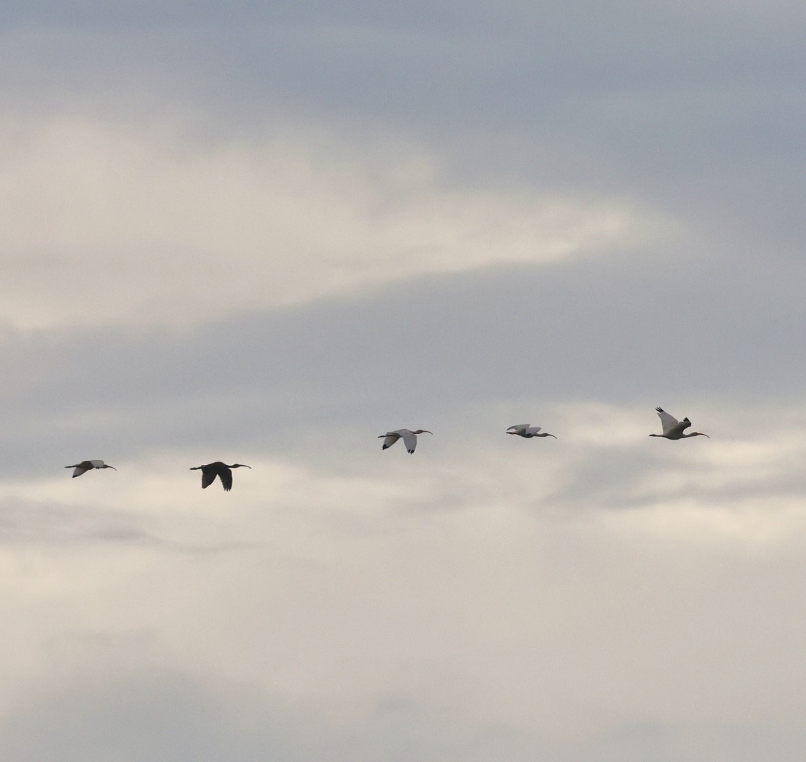 Ibis blanc - ML646254890