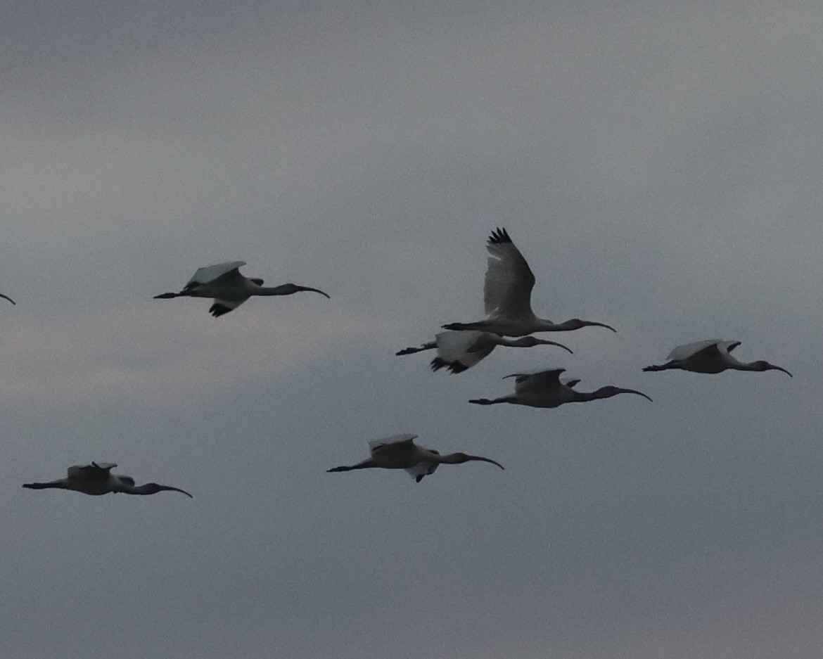 Ibis blanc - ML646254891