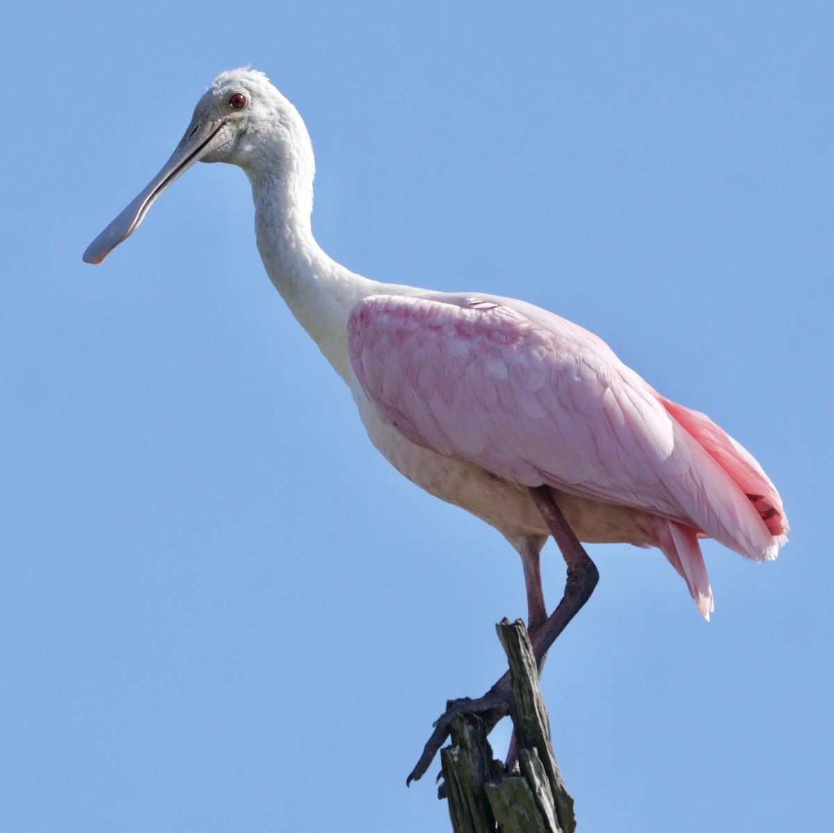 Spatule rosée - ML646254892