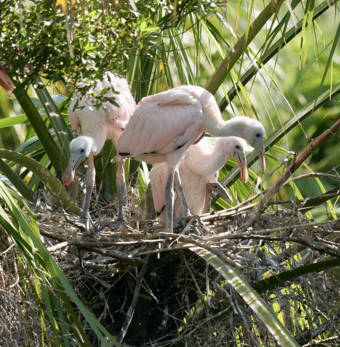 Spatule rosée - ML646254893