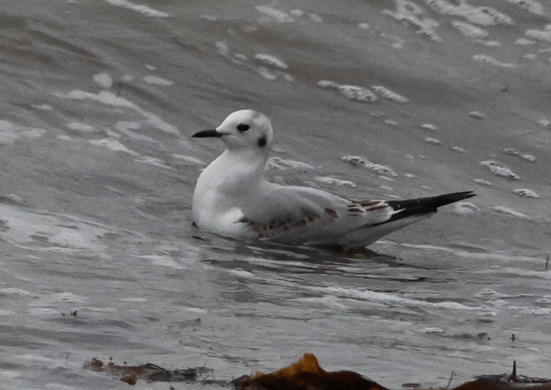 Mouette de Bonaparte - ML646254894